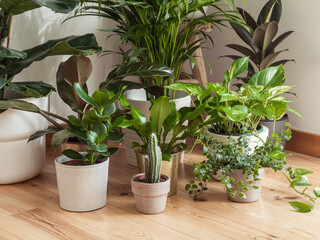 Interior of with many different houseplants. Interior with plants in living room on the floor.