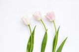 Fototapeta Tulipany - White pink tulips on white background.