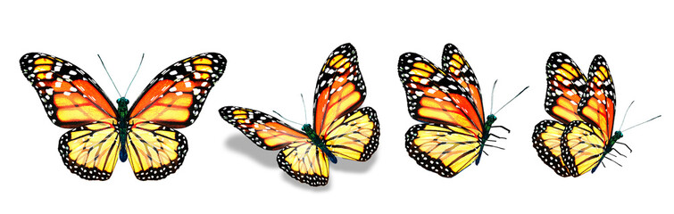 Wall Mural - Color monarch butterflies, isolated on the white background