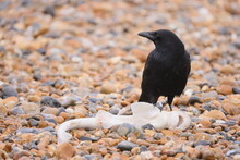 Close Up View Of A Black Crow On A Rocky Beach With A Dead Fish