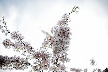Low Angle View Of White Cherry Blossoms Growing On Branches Against Sky