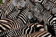 © Cavan Images - zebras going every direction