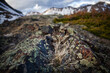 © Cavan Images - Closeup of colorful lichen and a flowering grass in an alpine basin in the Never Summer Wilderness, Colorado.