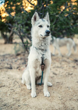 Wild Husky Portrait In Desert