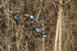 Green-winged Teals (Anas carolinensis) in flight
