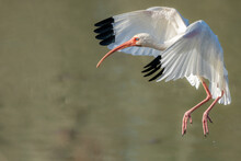 American White Ibis (Eudocimus Albus) Flying