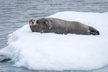Wall Mural - bearded seal laying on iceberg in svalbard, norway, the arctic