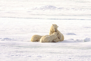 Wall Mural - mama polar bear nursing cubs in norway in the arctic at the polar ice edge. close to the north pole.