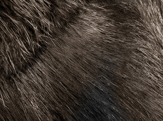 animal long fur on dark grey background.