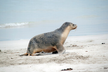 Wall Mural - the sea lion pup is grey on the top and white on its bottom