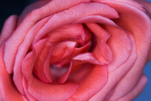 Close Up Of Rose