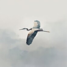 Great Blue Heron In Flight