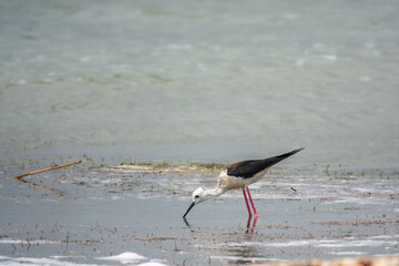 Cute water bird. Black winged Stilt feeding in the lake.. Black winged Stilt, or or pied stilt, Himantopus himantopus.