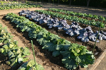 Canvas Print - Cabbage cultivation. Brassicaceae vegetables rich in vitamin C and vitamin U are used in salads, stews, and stir-fries.