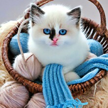 A Fluffy White Kitten With Big Blue Eyes, Sitting In A Basket Filled With Yarn Balls And Knitting Needles, With A Small Knitted Scarf Around Its Neck Created With Generative AI Technology	