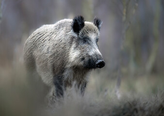 Sticker - Wild boar close up ( Sus scrofa )