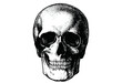 human skull isolated on black