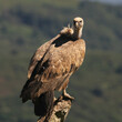 A Griffon Vulture rests perched on a rock