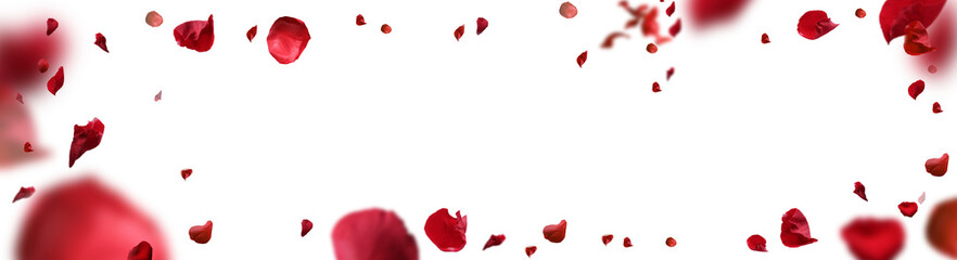 Backdrop of rose petals isolated on a transparent white background. Valentine day background.	