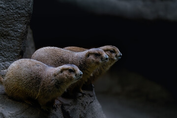 close up of a meerkat