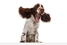 Yawning. Studio Image Of Beautiful Dog, English Springer Spaniel Posing Over White Studio Background. Concept Of Pets, Domestic Animal, Care