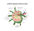 Lymph node structure medical educational science vector illustration.