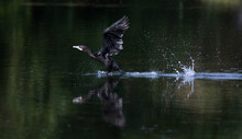 Indian Cormorant Run On Water