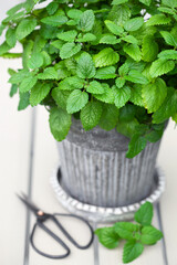 Wall Mural - lemon balm (melissa) herb in flowerpot on balcony, urban container garden concept