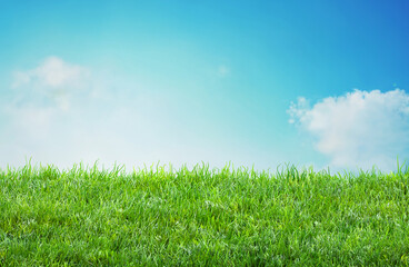 Wall Mural - field grass background with blurred bokeh and blue sky landscape