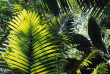 Ferns In The Amazon Rain Forest Near Manaus, Brazil.