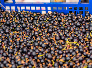 Black currants contain 160–285 mg 100 g of ascorbic acid