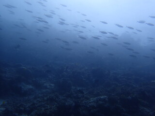 Wall Mural - swarm of fish under the sea