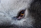 Fototapeta Zwierzęta - Psie oko 