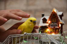 Budgerigar Yellow Parrot Has A Bright Color. He Sits On A Cage, There Is A Lot Of Space For Text. A Beautiful Young Parrot Is Stroked By A Child's Hand. In The Background Is A Small House With Lights.