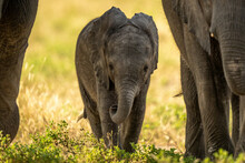 Baby African Elephant Walking Between Two Adults