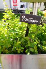 Basil growing in the garden