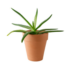 Wall Mural - Aloe vera young succulent plant in clay pot  isolated 