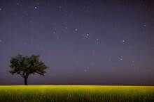 Single Tree In A Field Under A Beautiful Starry Night Sky. Image Created With Generative AI.