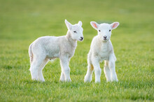 Two White Lambs