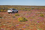 Fototapeta  - Namaqualand Flower Tourism 11606