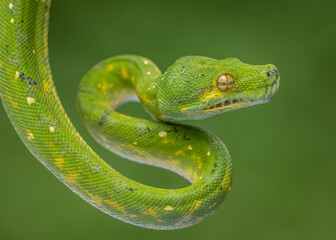 green tree python