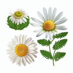 Wall Mural - Camomile set. Isolated on background. Cartoon vector illustration