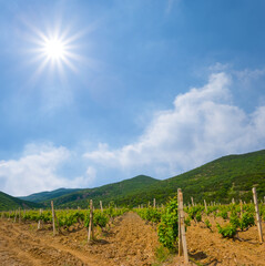 Wall Mural - vineyard in green mountain valley at sunny summer day