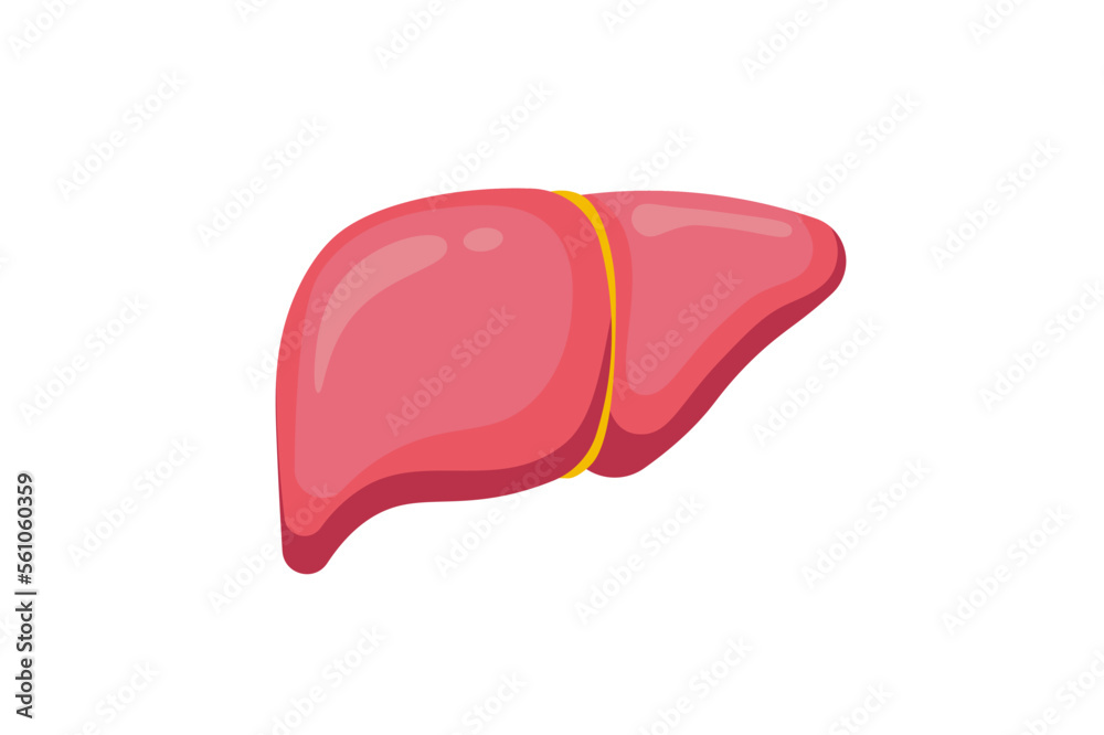 Human liver vector illustration isolated on white background. Medical ...