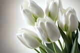 Fototapeta Tulipany - Beautiful white tulips on white background. White spring flowers. 3D Illustration