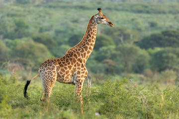 southern giraffe free-standing against a natural background
