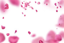 Backdrop Of Pink Rose Petals Isolated On A Transparent White Background. Valentine Day Background.	