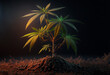 Single cannabis marijuana plant. Dark lighting. Generative ai