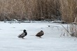 Para kaczek krzyżówek (Anas platyrhynchos) odpoczywających na tafli lodu jeziora 