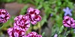 Goździk ogrodowy (Dianthus Esta) o pełnych różowow-czerwonych kwiatach. Płytka głębia ostrości